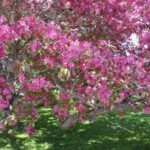 Ornamental crabapple tree in bloom with pink blossoms on a green lawn