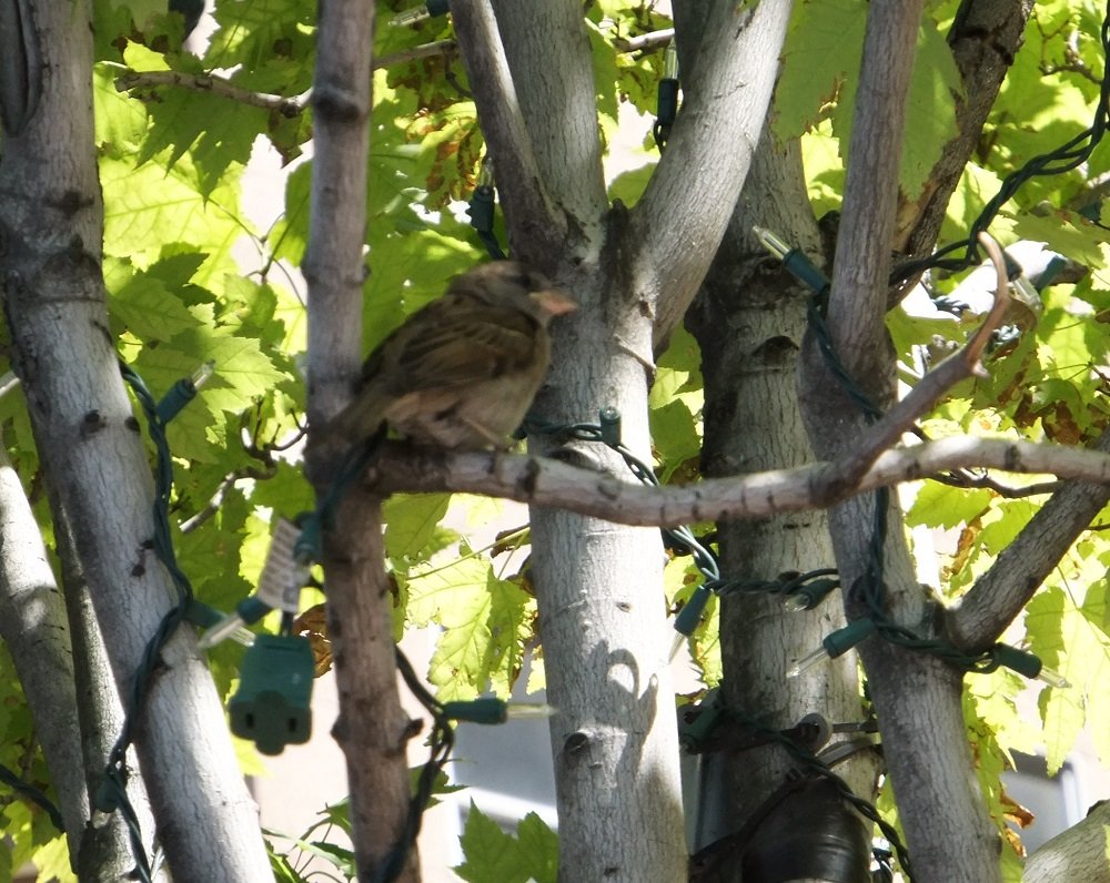 Bird In Tree